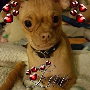 Meet your Posher, Sandy